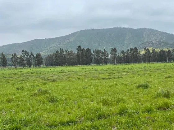 Campo De 49 Herctáreas En Melipilla