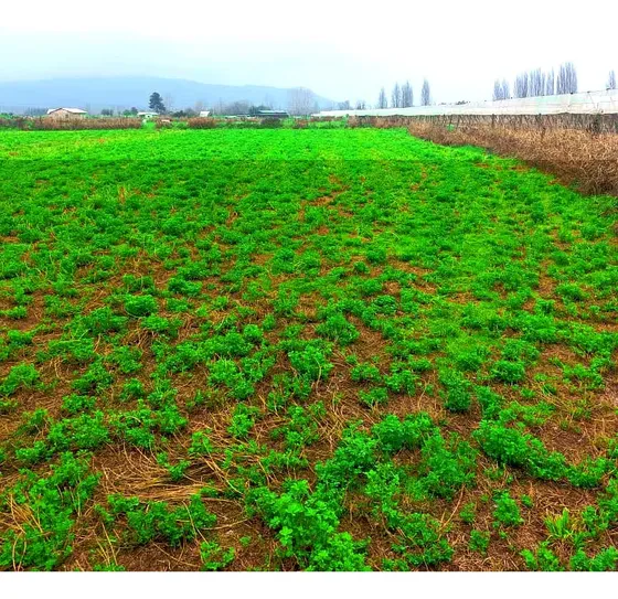 Terreno Agrícola Con Agua De Riego · Cocalán, Las Cabras