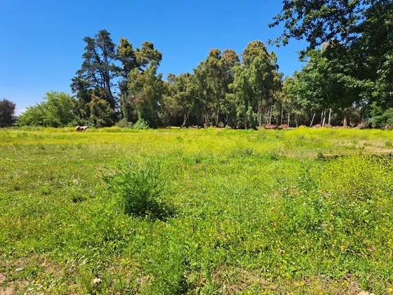 Campo Plano En Miraflores, Longaví. Derechos De Agua