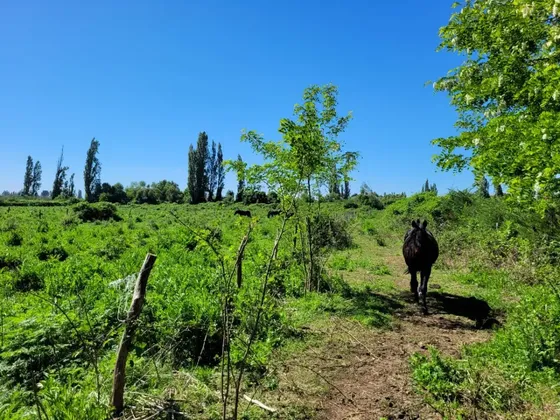 Terreno De 2,5 Há, En Cuñibal, Cercano A Los Ángeles