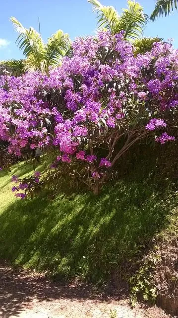 Terreno Para Chácara Preço De Ocasião.