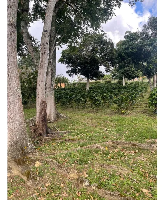 Finca Cafetalera 2.52 Hectareas