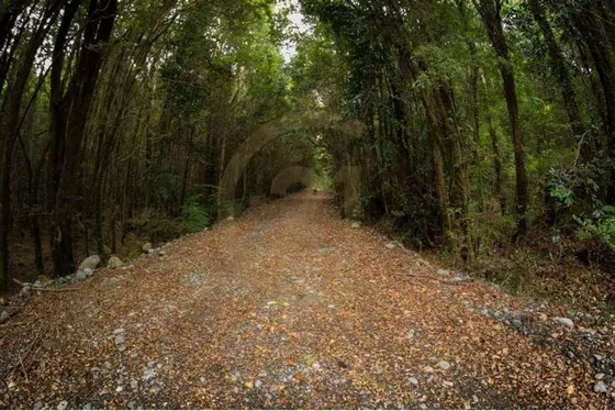 Venta Parcela 5000m2 Pto. Montt Alerce Andino Camino Calbuco