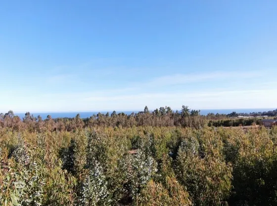Terreno El Pangal, Vista Al Mar