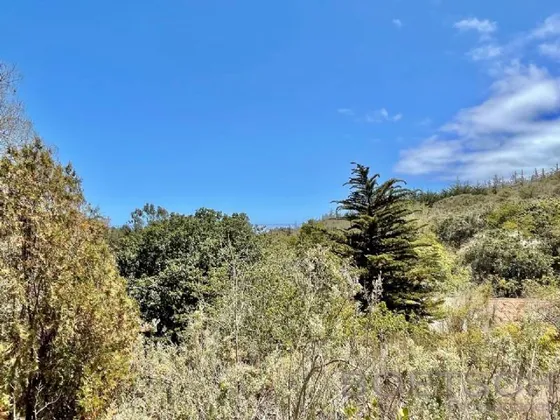Cachagua
