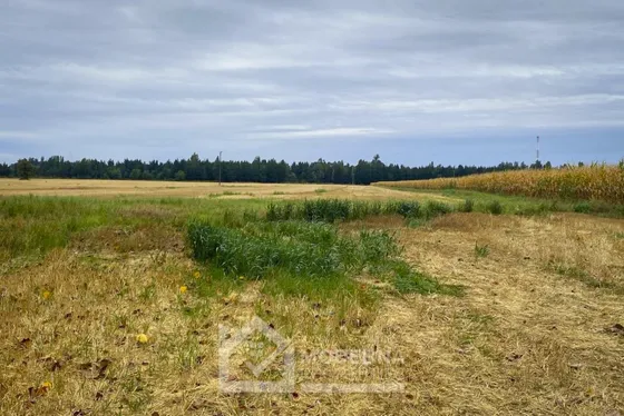 Predio De 33,5 Ha Con Nueva Tierra