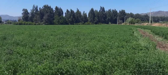 Excelente Terreno Agrícola! 8 Hás Planas. Acciones De Agua!!