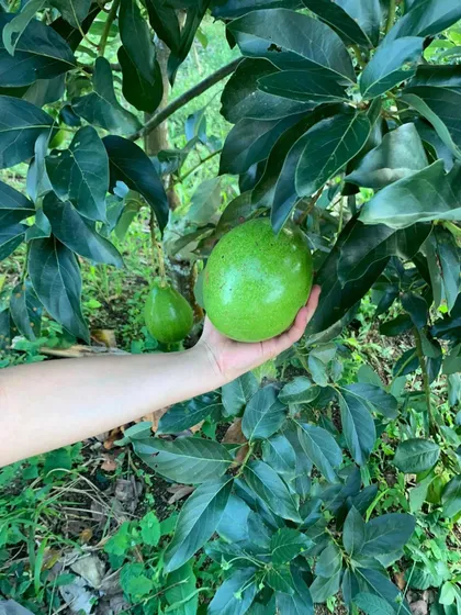 Finca En Líbano Tolima, Aguacatera Y Platanera,