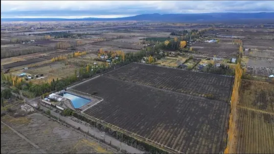 Finca Premium De Ciruelas Dagen Con Infraestructura De Alta Tecnología  Cuadro Benegas  San Rafael