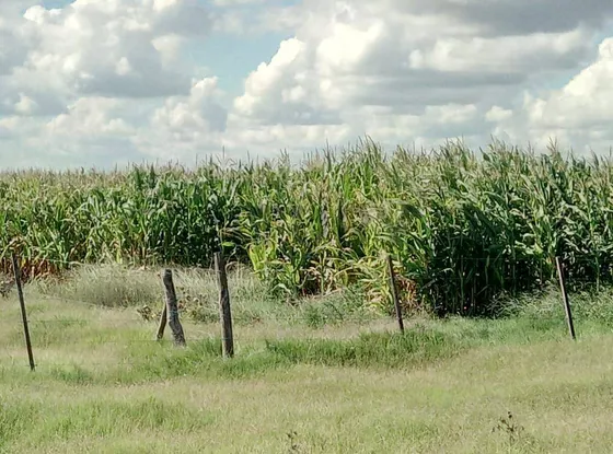 Venta De Campo En Laboulaye, Cordoba.