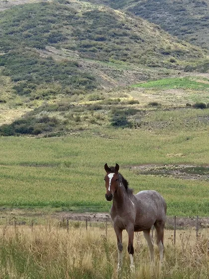 Campo Tupungato La Carrera Mendoza 