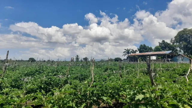 Finca En Produccion En Villa Tapia Salcedo 