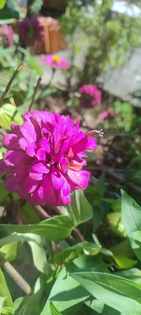 Sementes De Zinia402627175467591680