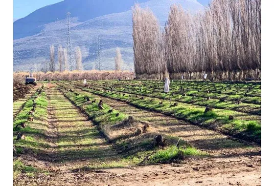 Venta Predio Agrícola Con Manejo Orgánico-til Til