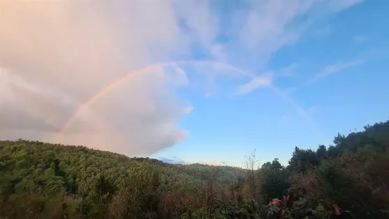 Gran Terreno De Bosque Nativo Para Turismo, Los Muermos