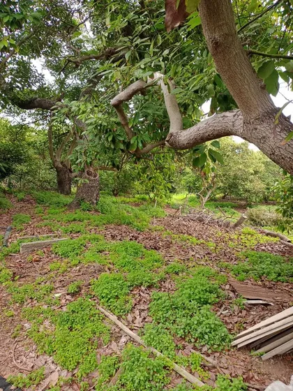 Terreno Con 700 Paltos En La Cruz (78205)