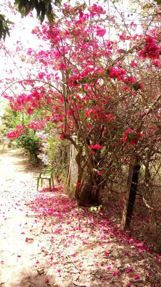 Sitio , Bofete/sp
