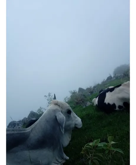 Vendo Hermosa Finca En Ibague