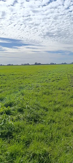 Venta Campo Lobos 209has