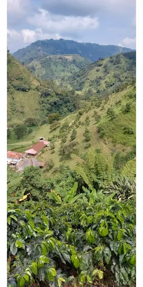 Venta Finca Duplex  Vereda Llanitos Villamaria 