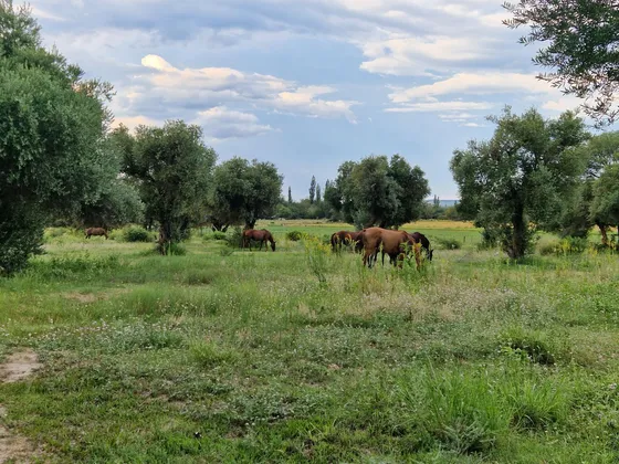 Campo En San Pedro Traslasierras. 4 Has Casa Y Galpon