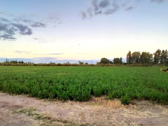 Finca Con Produccion Y Dos Viviendas  