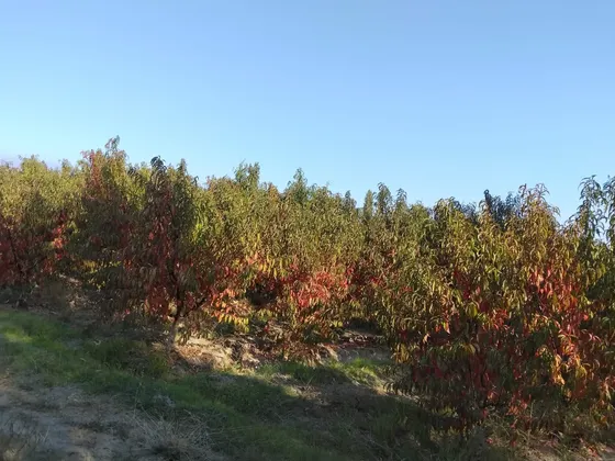 Terreno Con Plantación De Nectarines, 5.000m2, Las Rozas