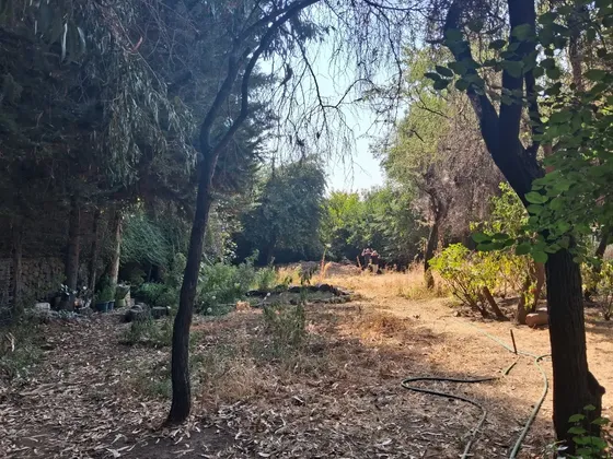 Bello Terreno Con Grandes Arboles Comunidad Ecologica
