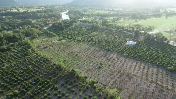 Casa Finca Sobre Autopista Medellín Bogotá, Cultivo De Limón En Producción Y Ganadería.