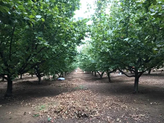 Agrícola En Venta En Gorbea