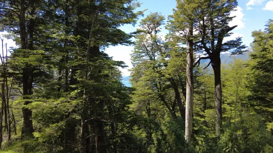 Lote Terreno Preventa De 1.000 Loteo En Desarrollo En El Bosque Lindero Arroyos Y Vertientes  Ruta 231 Paraje Rincón Vista A Brazo Rincon Nahuel Huapi Con Financiacion