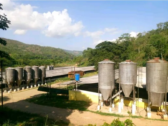 En Venta Finca Agropecuaria En Guigue Valencia D28- 25