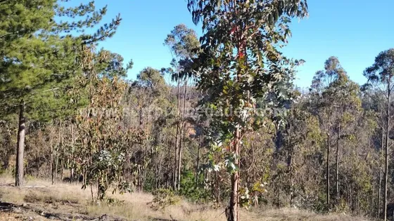 Pichilemu 1 Hectarea Vende Su Dueño Por Apuro