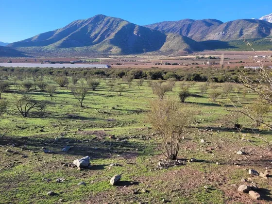 Hermosa Parcela Frutícola Mitad Plana Más Pendiente Suave