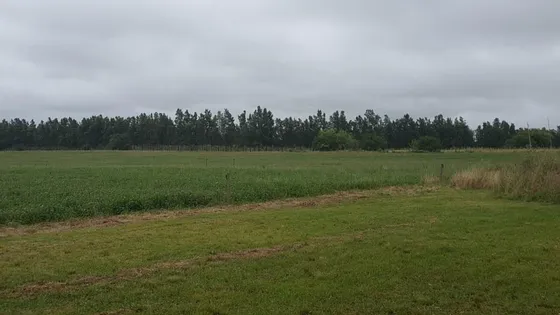 Campo En Colonia Valdense - Tm1302969