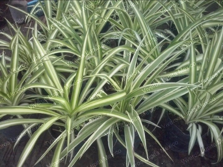 mala madre planta