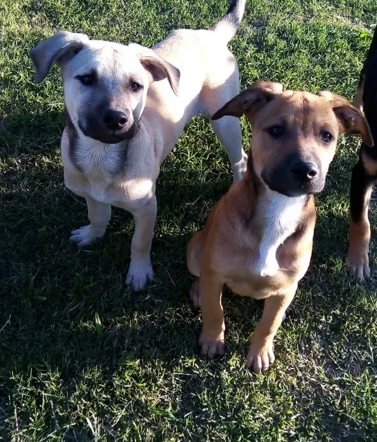Cachorros En Adopción