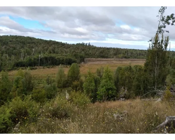 Parcela Con Bosque Nativo En Quemchi - Austral Partners