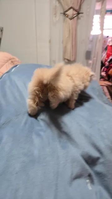 Os Dois  São  Lindos Filhotes De Gatos Persas 