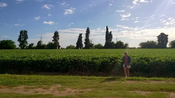 Campo 170 Has, Suelo 1, Fighiera, A 30 Km De Rosario. Agricola. Zona Núcleo. Venta. Fracción Rural.