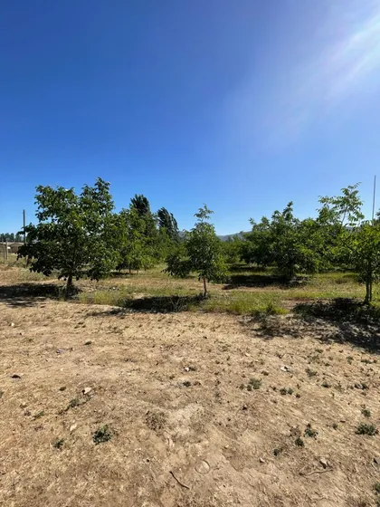 Campo De Nogales Sector Cocalan Las Cabras