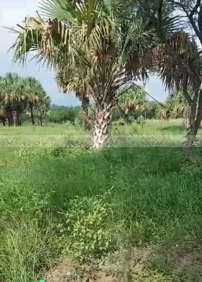 Palmitos