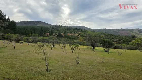 Terreno De 82 Has, Aptitud Agrícola, Forestal, En Pencahue