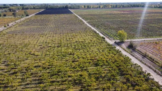 Venta Finca Cultivada El Divisadero Santa Rosa