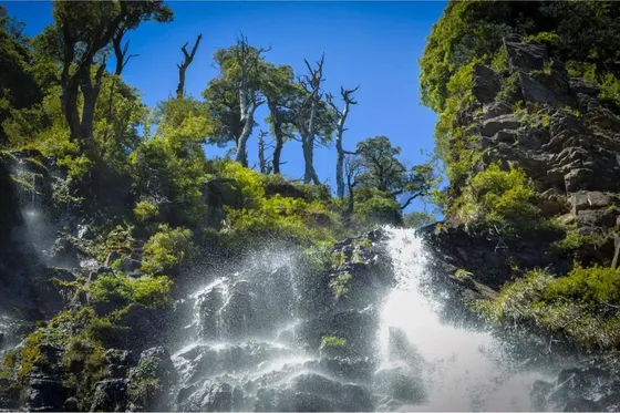 Parque Natural De Parcelas 209,5 Ha En Melipeuco