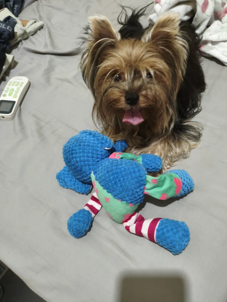 Brinquedo Pelúcia Raposa Ursinho Mordedor Apito para Cães Gatos - Imagem 3