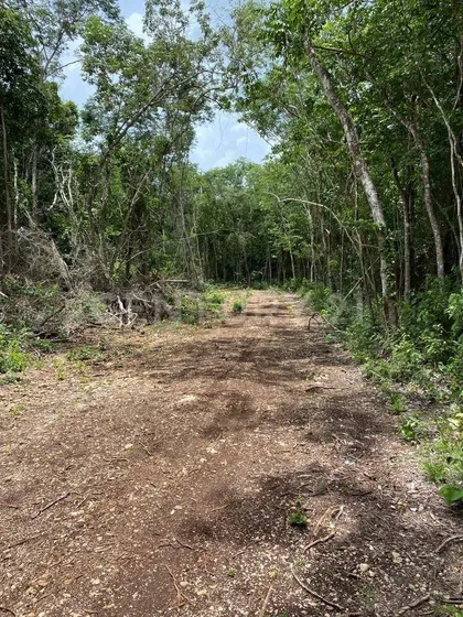 Rancho En Tekax 482 Hectáreas Propiedad Privada Con Paneles Solares