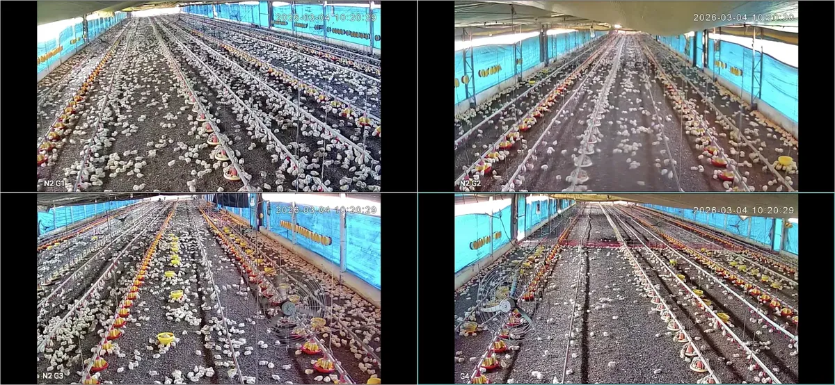 Granja 65675335877121120