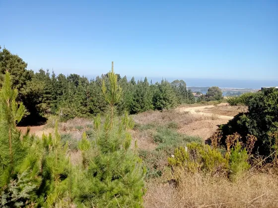 Precioso Terreno 3500 M2 Pichilemu Cercano A Pta Lobos
