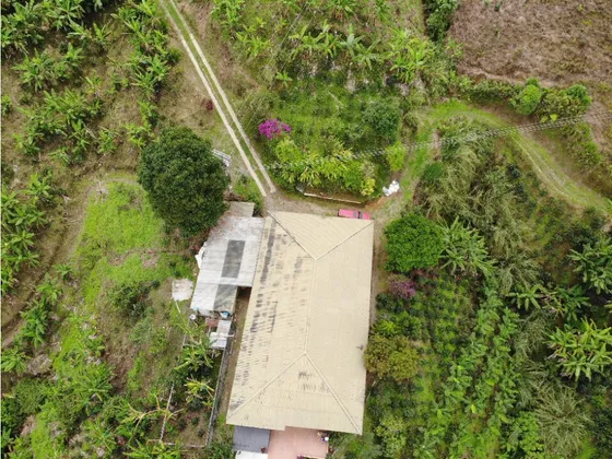 Se Vende Finca Cafetera En Pijao Quindio